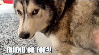 When My Husky Realises the Intruder Is Actually Family!