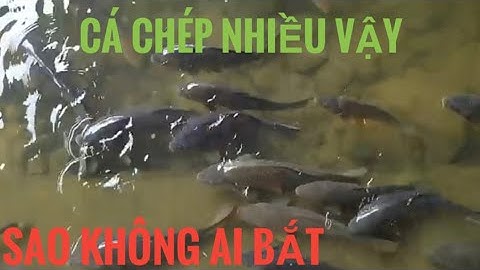 Đàn cá chép khủng ở Hàn quốc