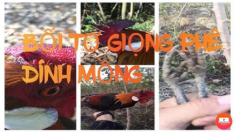 Clip bẫy gà rừng mồi tơ tiếp tục lập công.