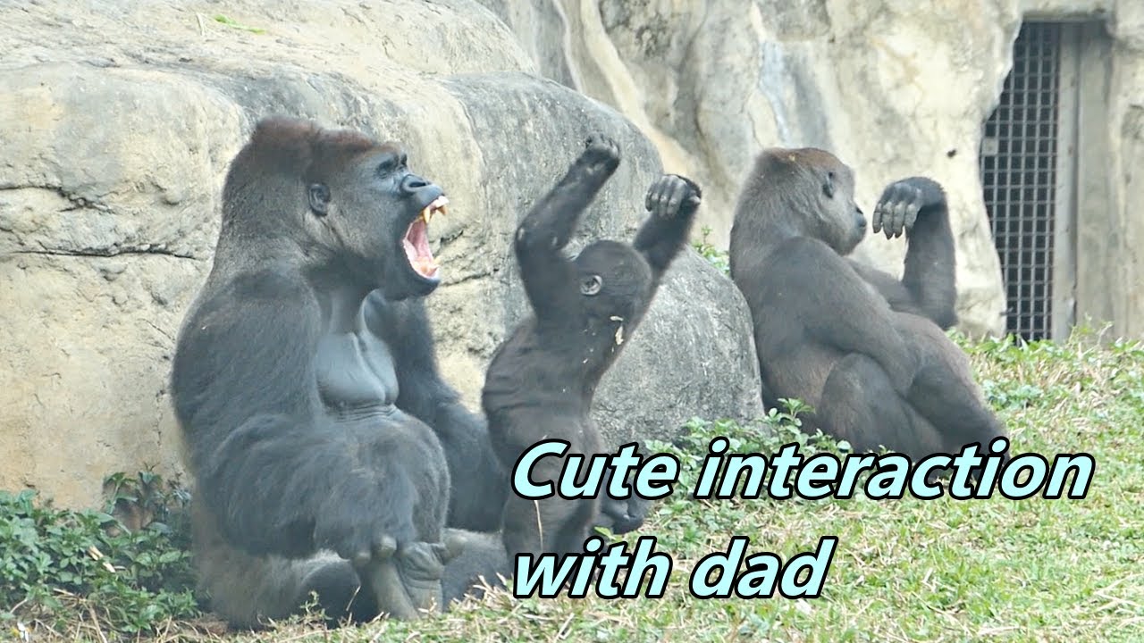 Little gorillas Jabali and Ringo never tired to jump to dad