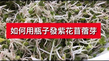 紫花苜蓿草 Youtube