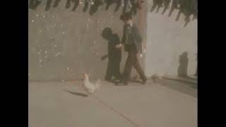 Hen Flying Contest (1977)