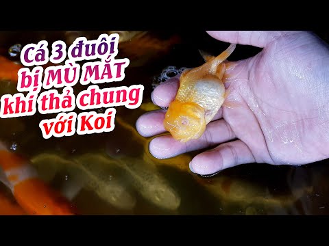 Lí do không nên nuôi chung cá 3 đuôi với KOI