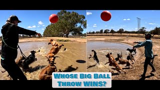 Big Ball | DRONES | New Dogs | Agility | What More Could You Want at Doggy Daycare