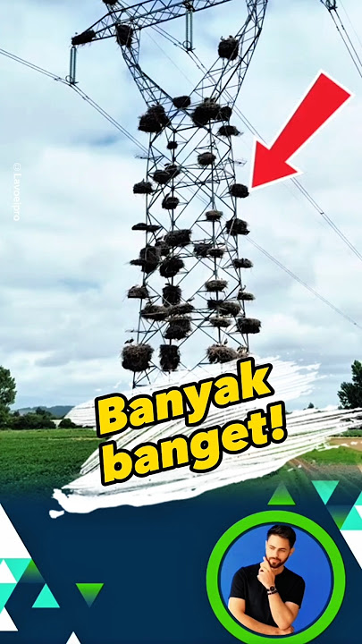 There are so many nests on the poles ‼️ #birdnests #storks