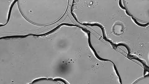 Fungal highway: Bacteria hitchhiking along a hypha in a water film across air