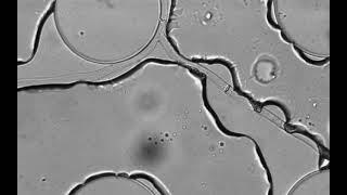 Fungal highway: Bacteria hitchhiking along a hypha in a water film across air