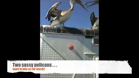 A day in the life of an oyster farmer