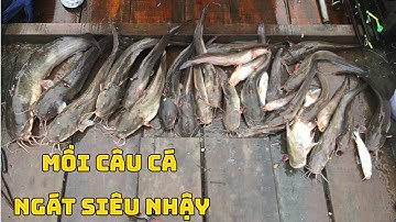 Câu cá ngát mồi này rất nhậy và đơn giản ,câu chơi mà ăn thiệt - Nhật ký Cần Thủ