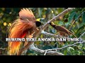 BURUNG UNIK!  DAN LANGKA YANG MEMUKAU!!!