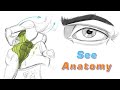 Step Four See and Draw Anatomy: FORCE Friday 80