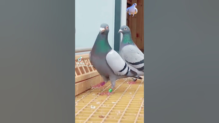 الحمام الزاجل الأصلي