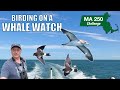 Whale watch birding! What can I see off the Massachusetts coast?