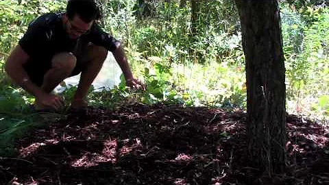 Grow Paradise #12 - Mulching in Maine with Frank G...