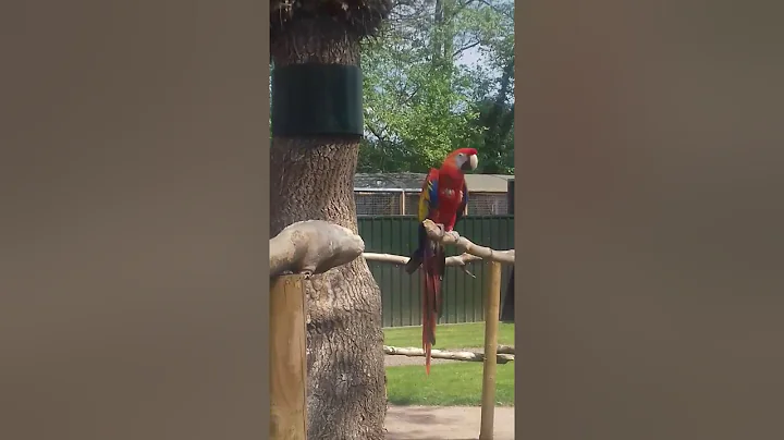 Talking parrot