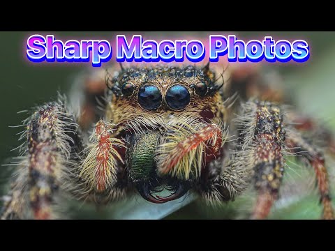 How To Take Sharp Macro Photos
