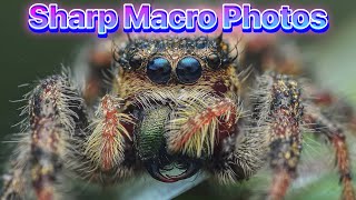 How To Take Sharp Macro Photos