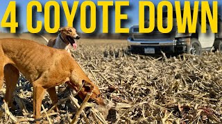 Coyote Hunting With Fast Dogs on New Ground! (Amazing Catches)