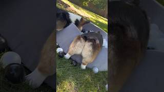 Corgis Play in Ball Pit #corgi #dogs