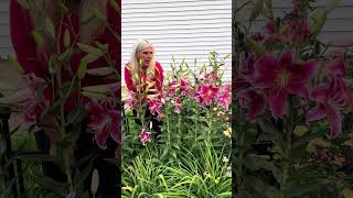 Stargazer Lily Wonderful Scent In The Garden Or A Vase End Of July Fragrant Perennial Flowers