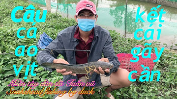 Câu cá lóc - nhấp cá lóc trong mương vịt bằng vịt dính cá to và sự cố gãy cần câu / fishing by duck