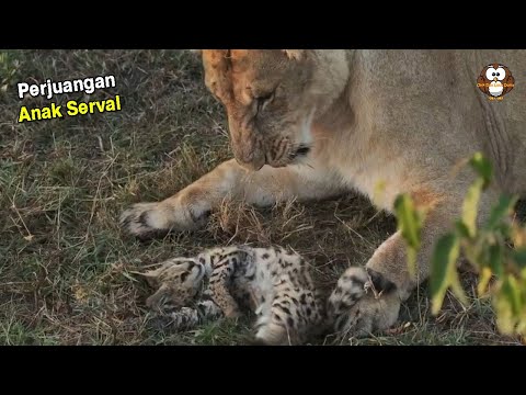 Video: Akankah singa memakan serval?
