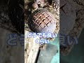 【アレにしか見えない⁉︎】成長中のシイタケに「格子」を刻んでみた🍄 #shorts