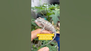Chameleon TRANSFORMS Before Your Eyes! You Won’t Believe This Color Change! 😱