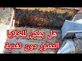تربية النحل بالطرق الطبيعية