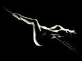 Gorna Volta - rough ride