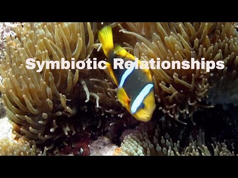 Video: Je, commensalism symbiosis inamaanisha nini?