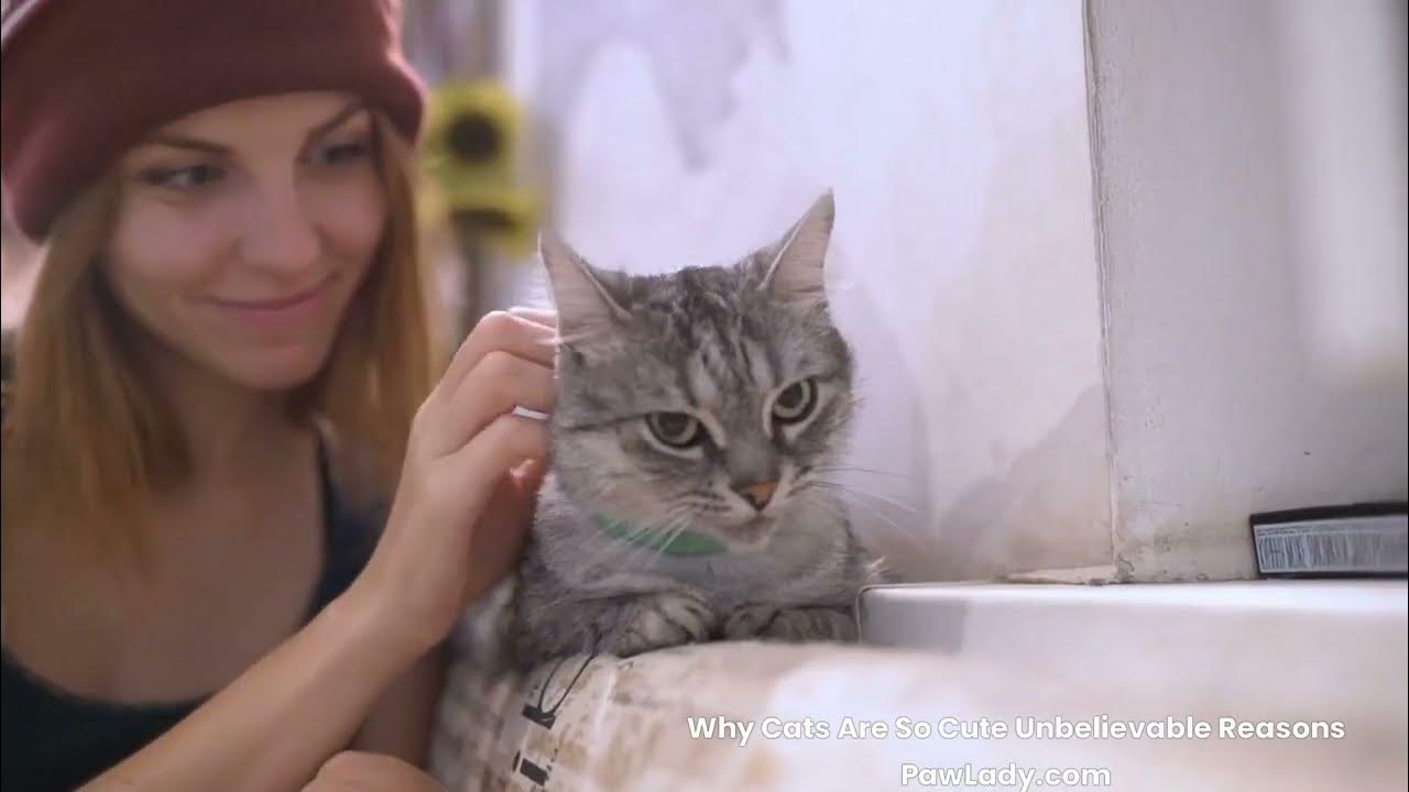 Why Cats Are So Cute? Unbelievable Reasons YouTube