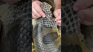 Helping This Giant Anaconda Shed🤩🙌