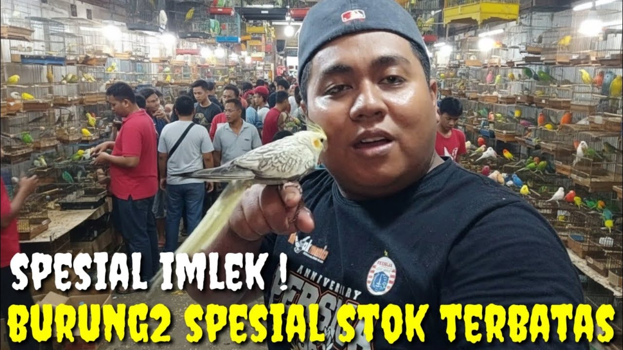HARGA SPESIAL IMLEK ! AKHIRNYA YANG DI TUNGGU READY JUGA DAN STOK TERBATAS