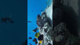 ثعبان البحر الاحمرالموراينا moray eel  dancing #shortsfeed  #youtubeshorts #moray #viralshort