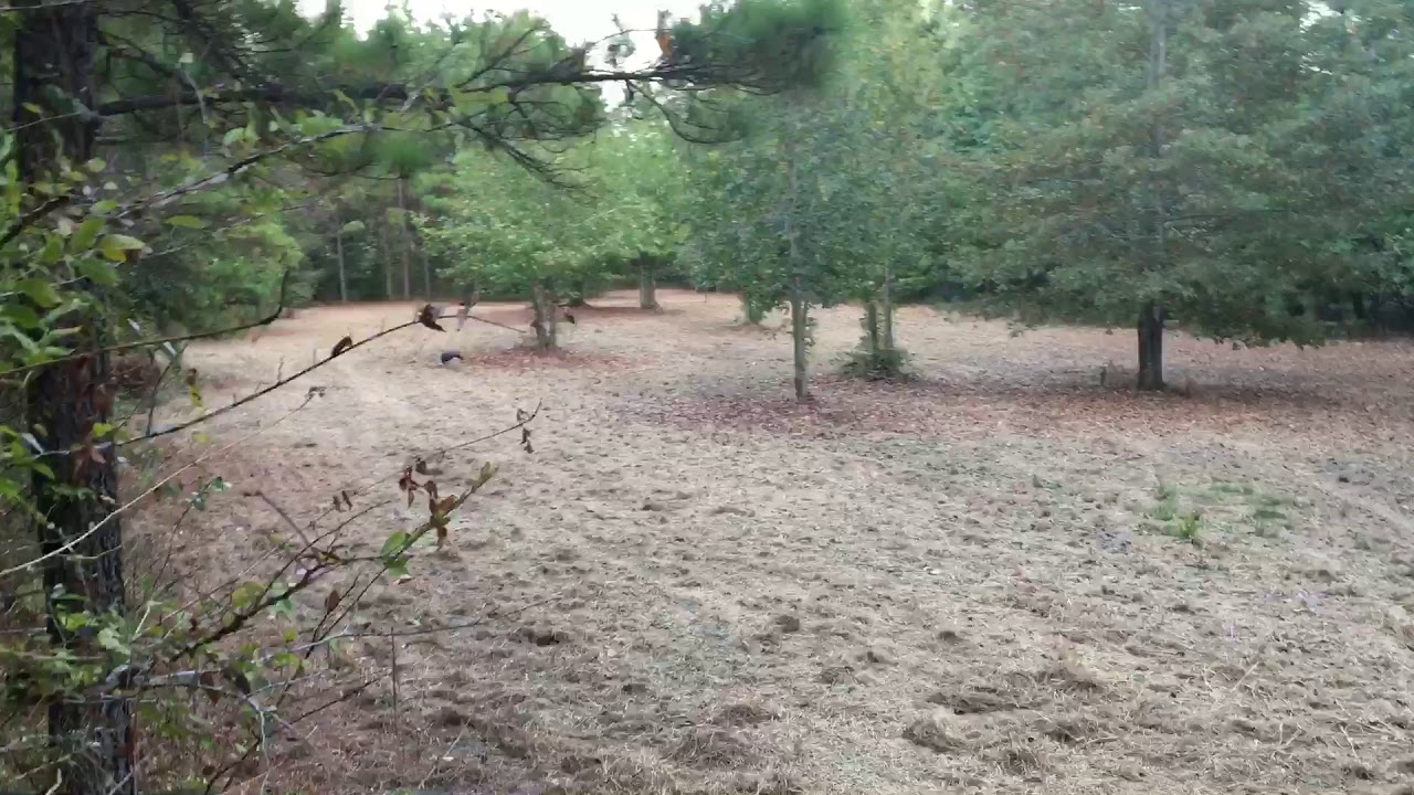 Will a coyote serenade scare turkeys YouTube