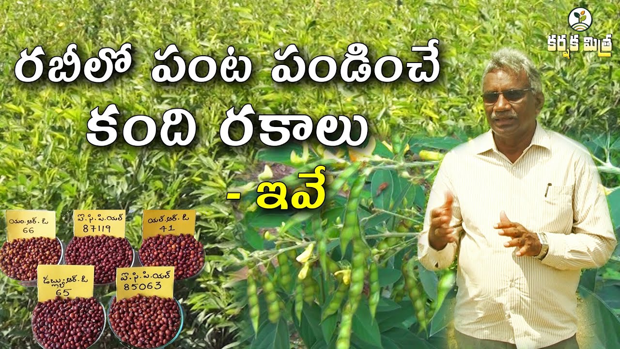 రబీలో రైతు పంట పండించే కంది రకాలు || High Yielding Rabi Redgram  Varieties || Karshaka Mitra