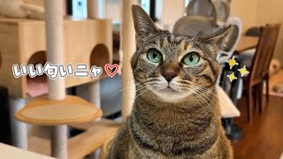 猫と一緒におうちカフェをしたら最高に楽しかった　847話 by はぴ猫日記 33,477 views 1 month ago 9 minutes, 18 seconds