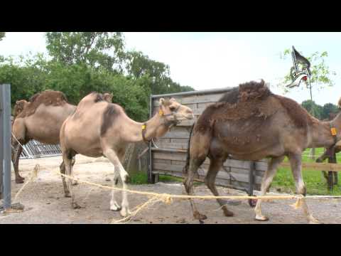   مزرعة الابل في هولندا