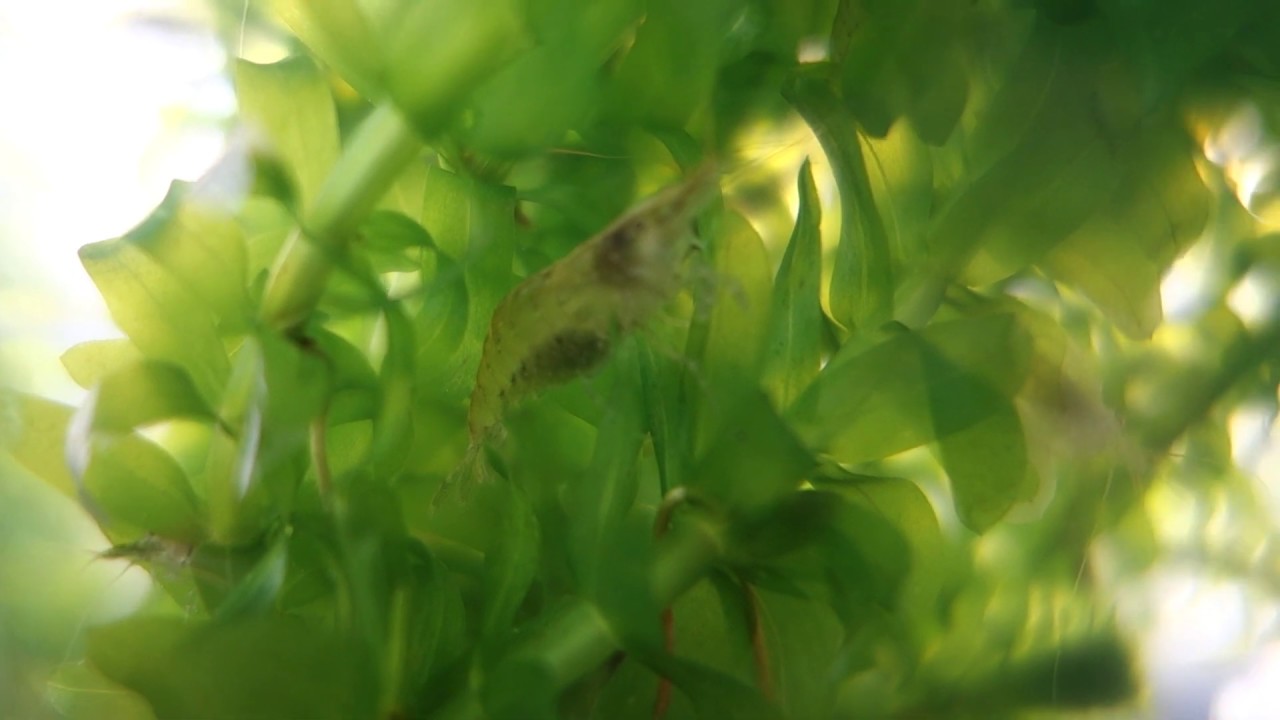 ミナミヌマエビの水槽内における飼育と観察 19年3月16日 私の趣味