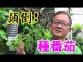 《美好生活VLOG》懶人花盆 蕃茄小黃瓜倒著種 不用搭架子 懶人花盆 魚菜共生 有為農園 line 0921104500