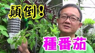 《美好生活VLOG》懶人花盆蕃茄小黃瓜倒著種不用搭架子懶人花 ...