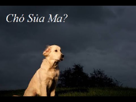Video: Chó có sủa lúc ma không?