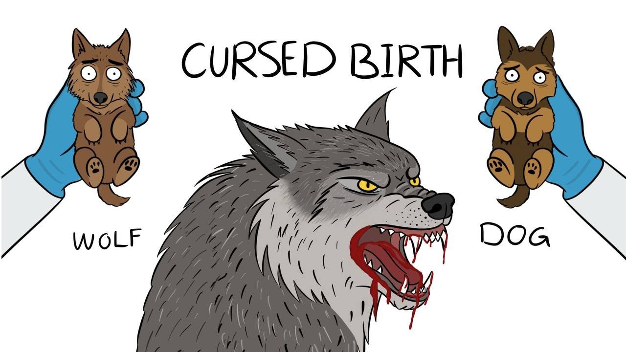 Почему быть волкособом — отстой