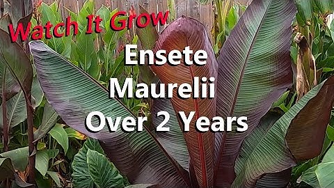Ensete Maurelii the Red Abyssinian Banana Tree Growing Over 2 Years in a Tropical Garden