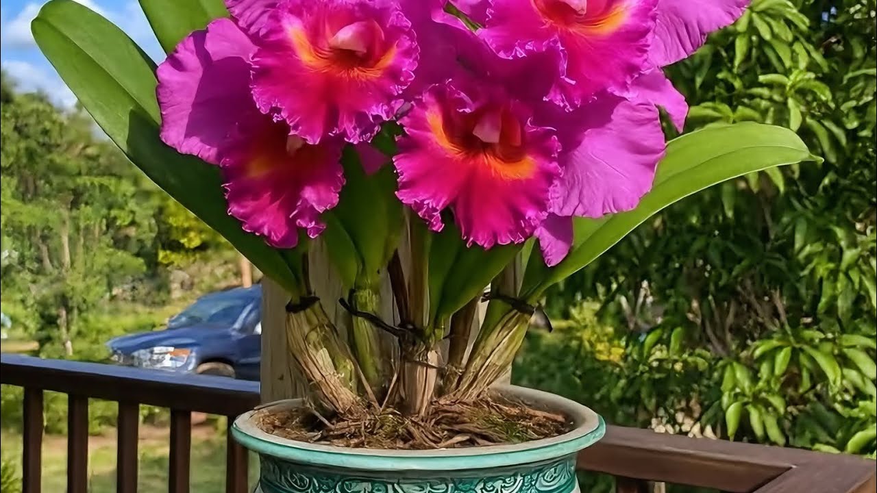 💐 LA GRANDESA DE DIOS SE MUESTRA EN SU CREACIÓN 🌸 