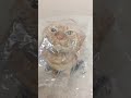 真空パックネコ！