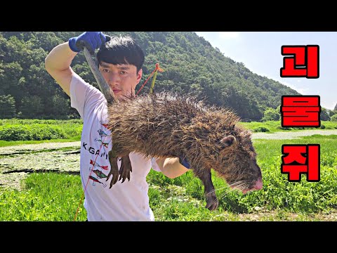 역대급 크기의 괴물쥐 뉴트리아를 사냥해서 쥐도리탕을 먹어보자!! 생태계 교란종 Giant nutria hunter