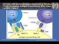 T Cell Activation and Control