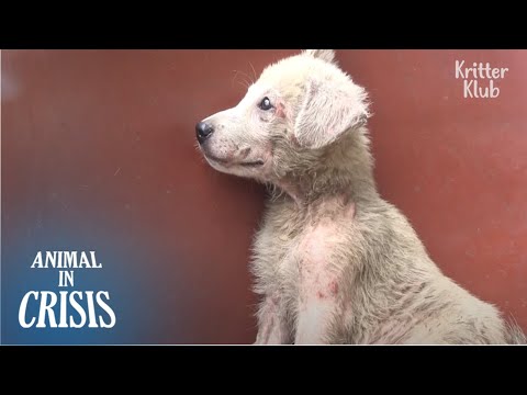 "Wish I Could Walk .." Cucciolo sogna di camminare quando i suoi amici possono | Animal in Crisis